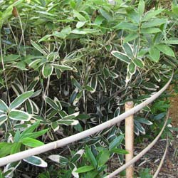 Bambu Sasa veitchii